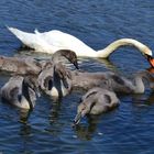 Familie Schwan beim Mittagsmahl - 3. Juli 2014