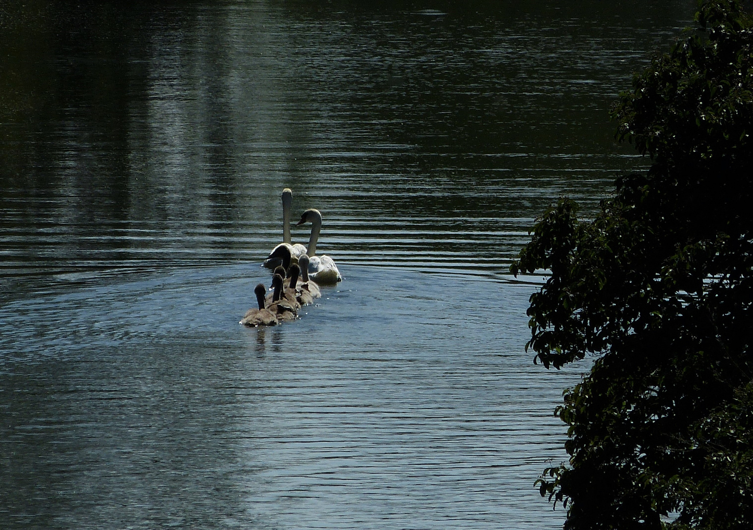 Familie Schwan beim Nachmittags-Ausflug.