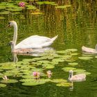 Familie Schwan besucht Claude Monet.