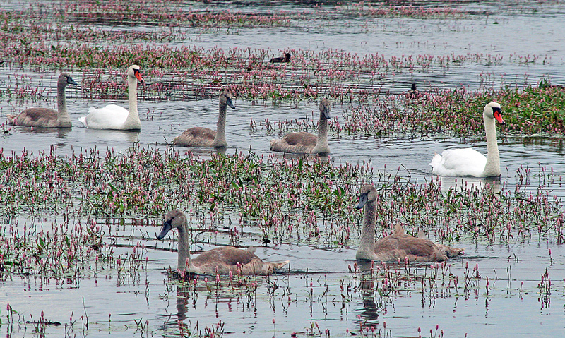 Familie Schwan