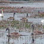 Familie Schwan