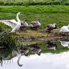 Familie Schwan