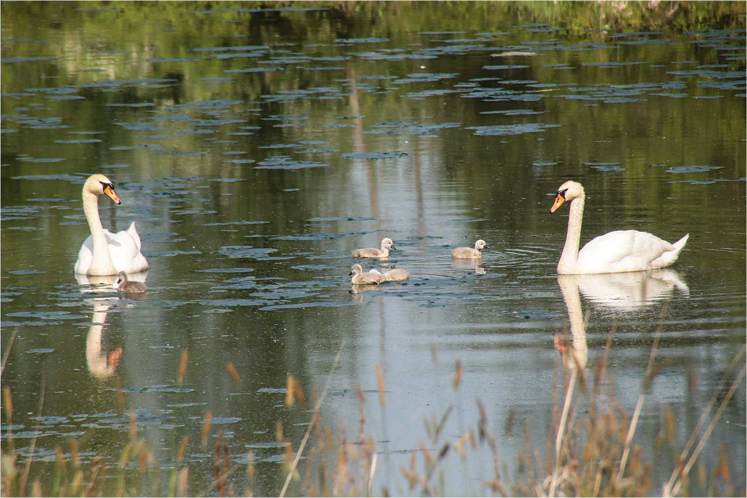 Familie Schwan