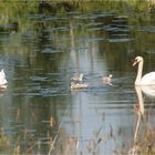 Familie Schwan