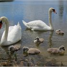 Familie Schwan