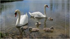 Familie Schwan