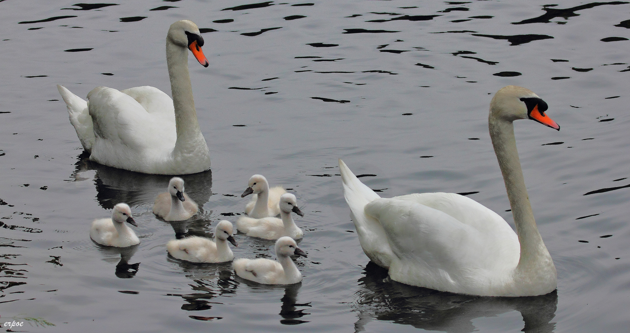 Familie Schwan