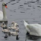 Familie Schwan