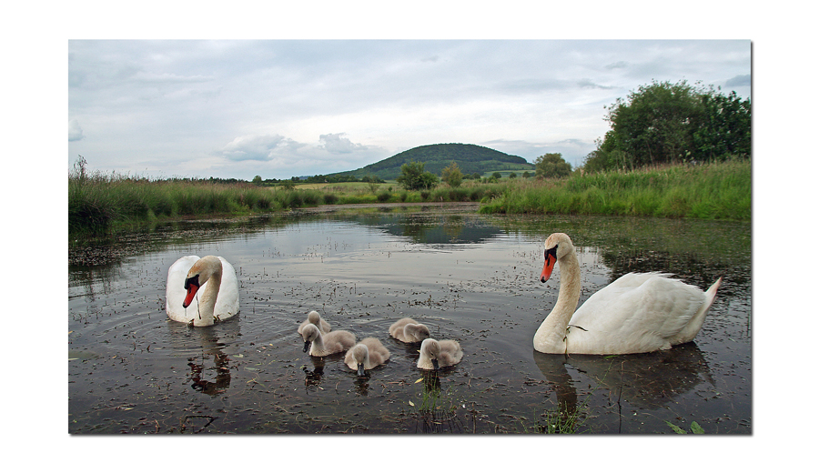 Familie Schwan