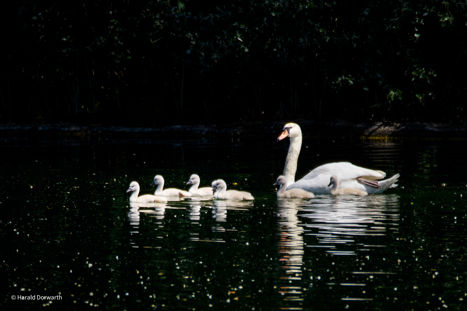 Familie Schwan