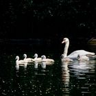 Familie Schwan