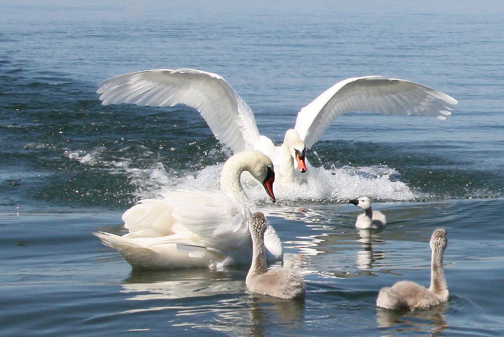 Familie Schwan