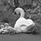 Familie Schwan