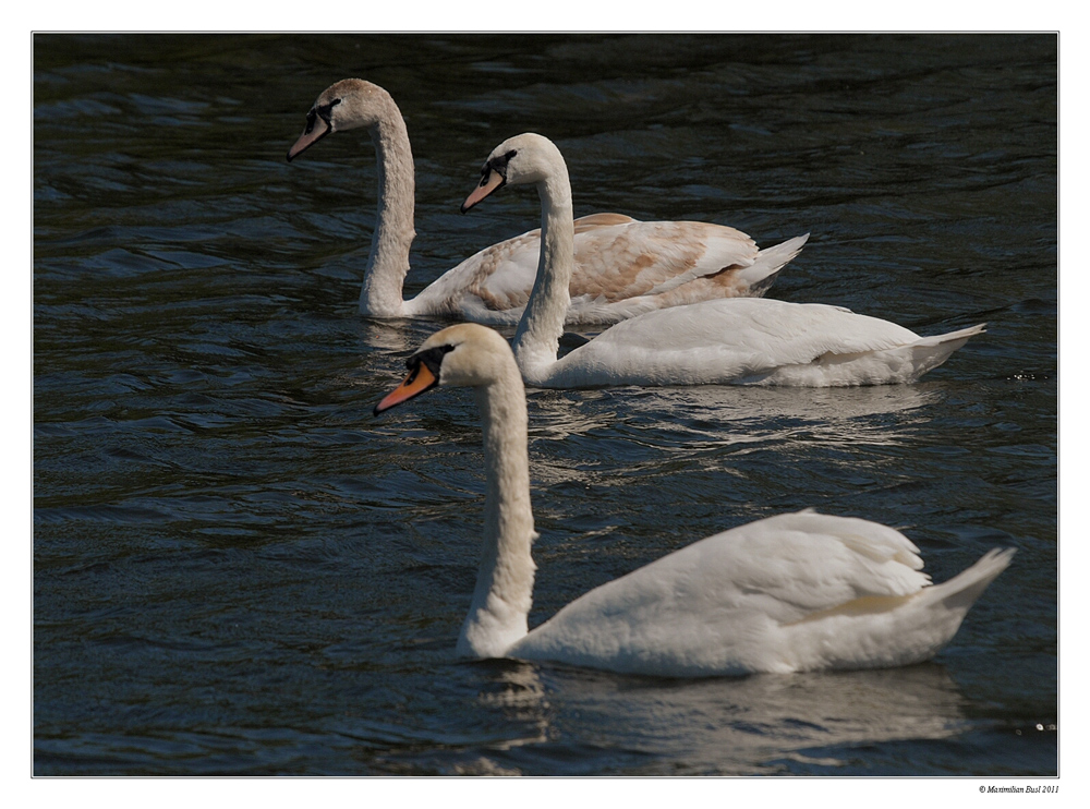 Familie Schwan