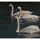 Familie Schwan