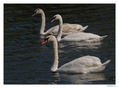 Familie Schwan