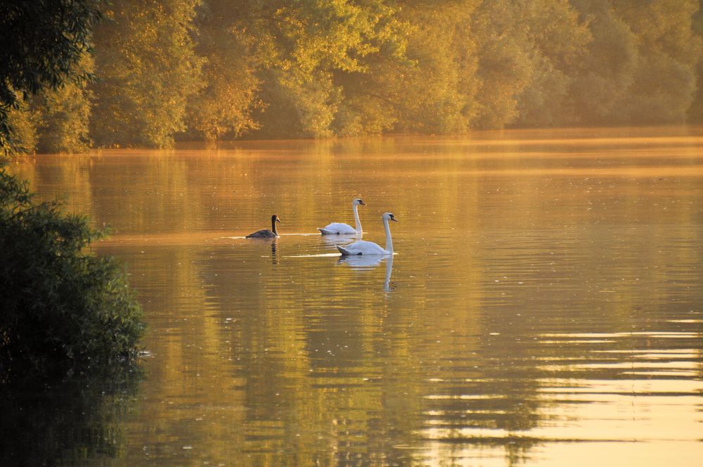 Familie Schwan