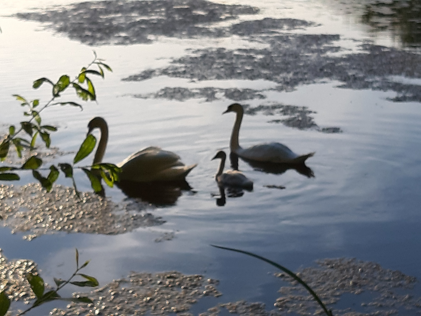 Familie Schwan 