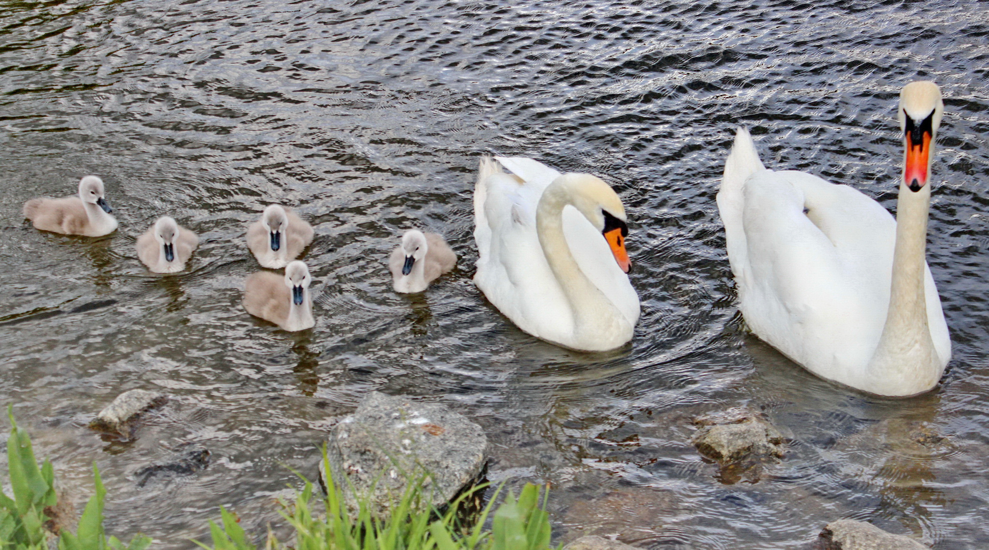 Familie Schwan