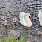 Familie Schwan