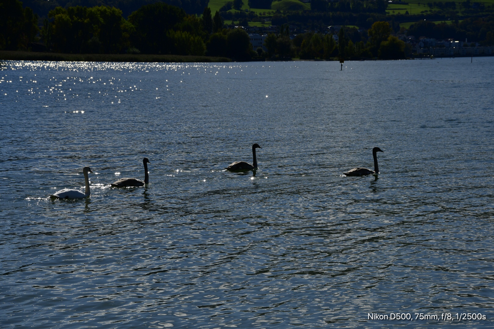 Familie Schwan