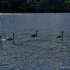 Familie Schwan