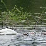 Familie Schwan