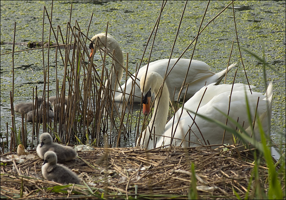 Familie Schwan....