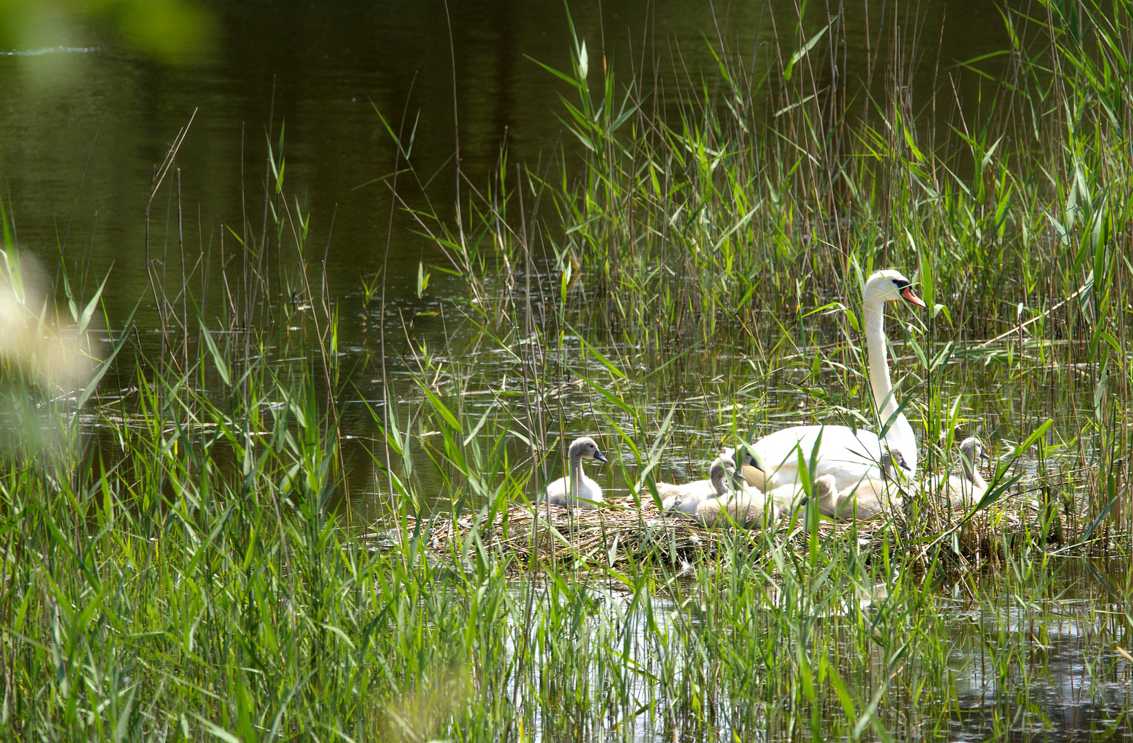 Familie Schwan