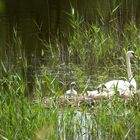 Familie Schwan