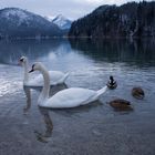 Familie Schwan-Ente oder Ente-Schwan?