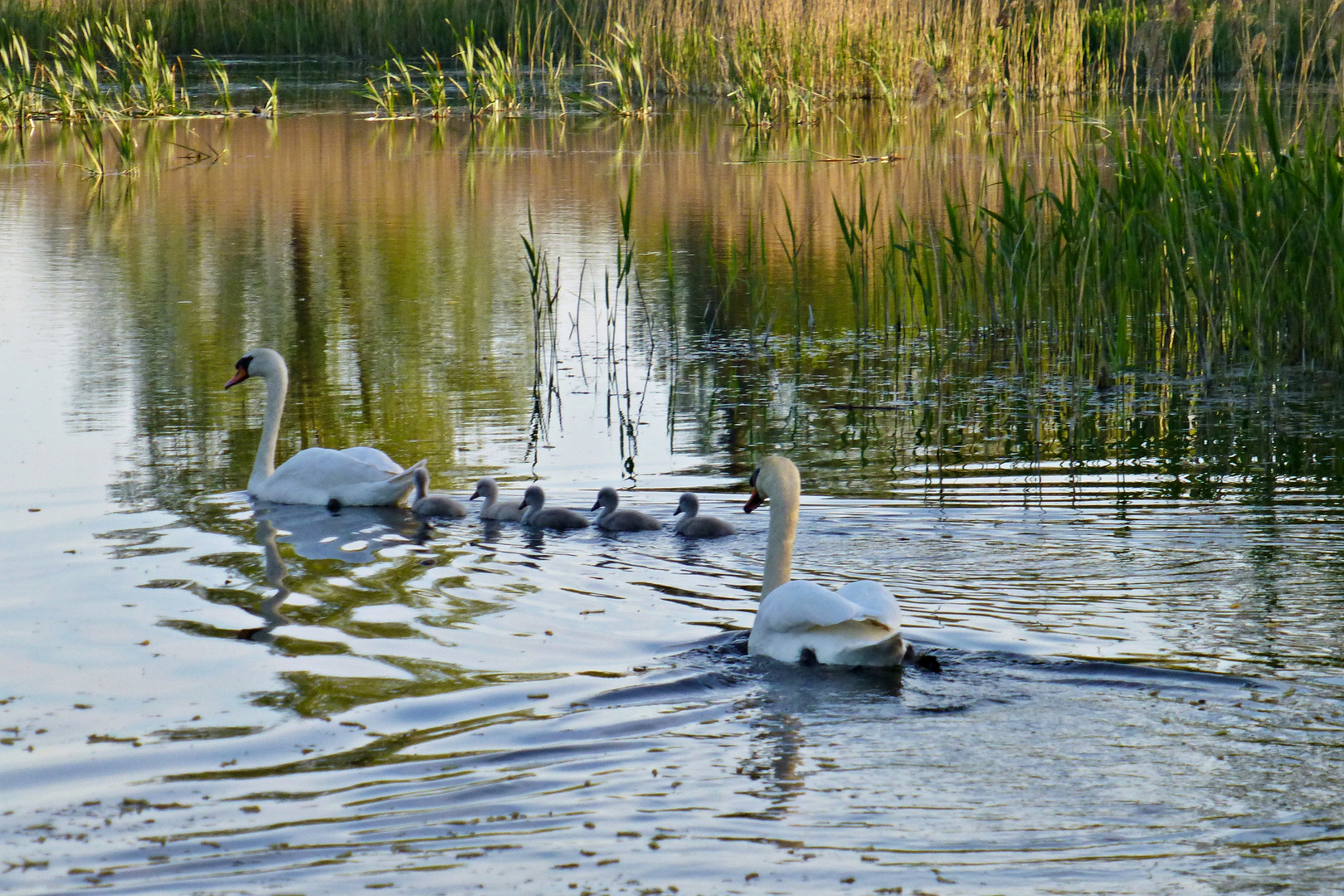 Familie Schwan