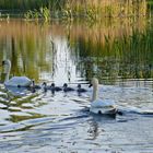 Familie Schwan