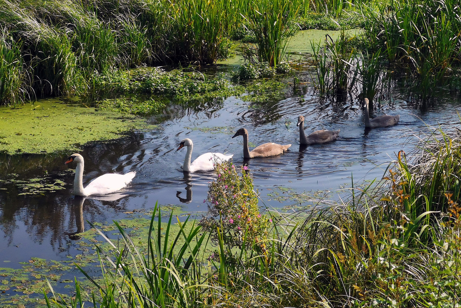 Familie Schwan