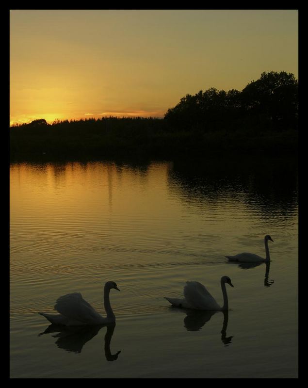 Familie Schwan ...