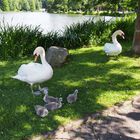 Familie Schwan