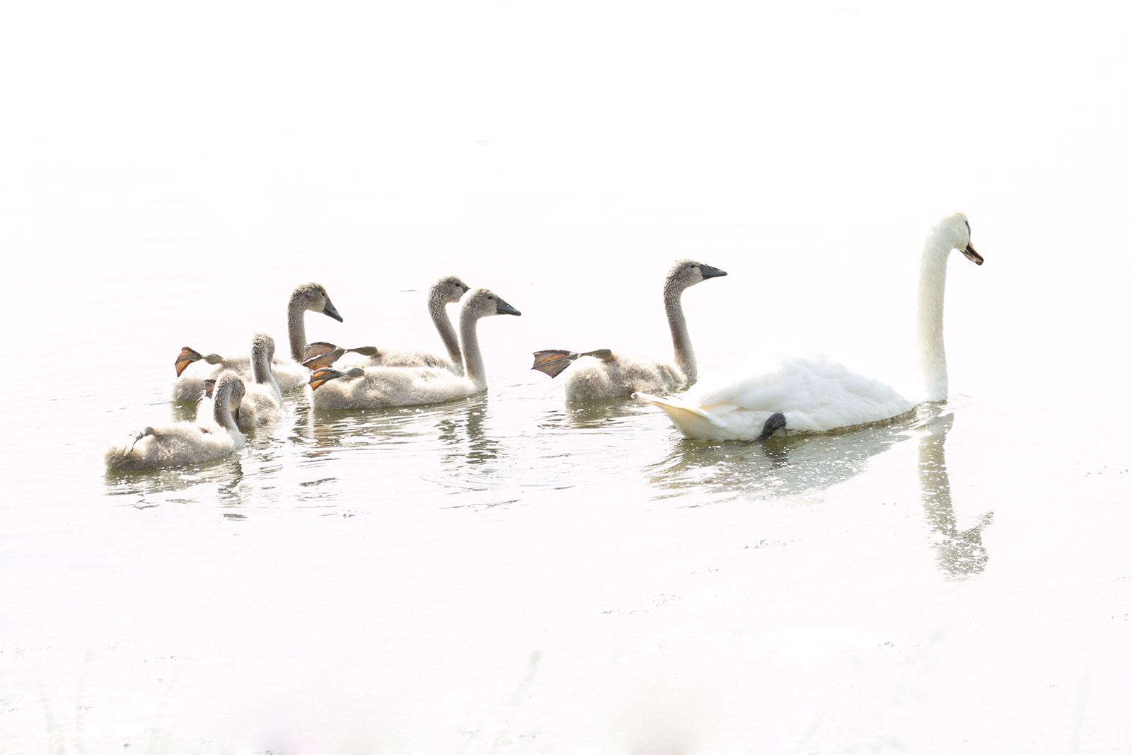 Familie Schwan - ganz in weiß ;-)