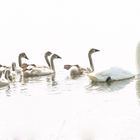 Familie Schwan - ganz in weiß ;-)