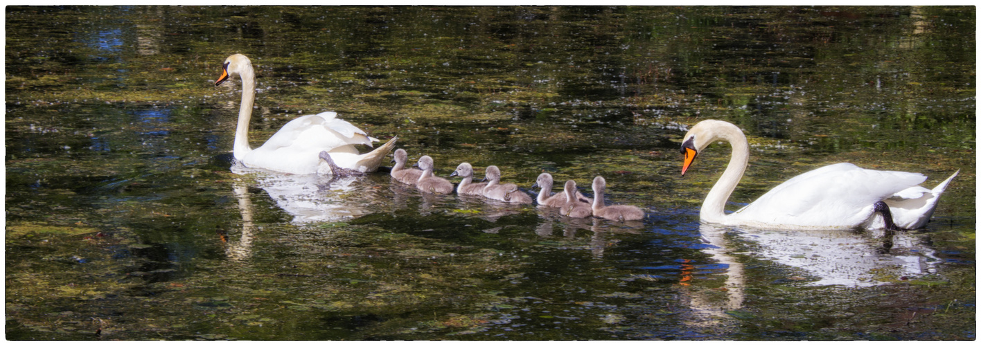 Familie Schwan gleitet andächtig an mir vorüber