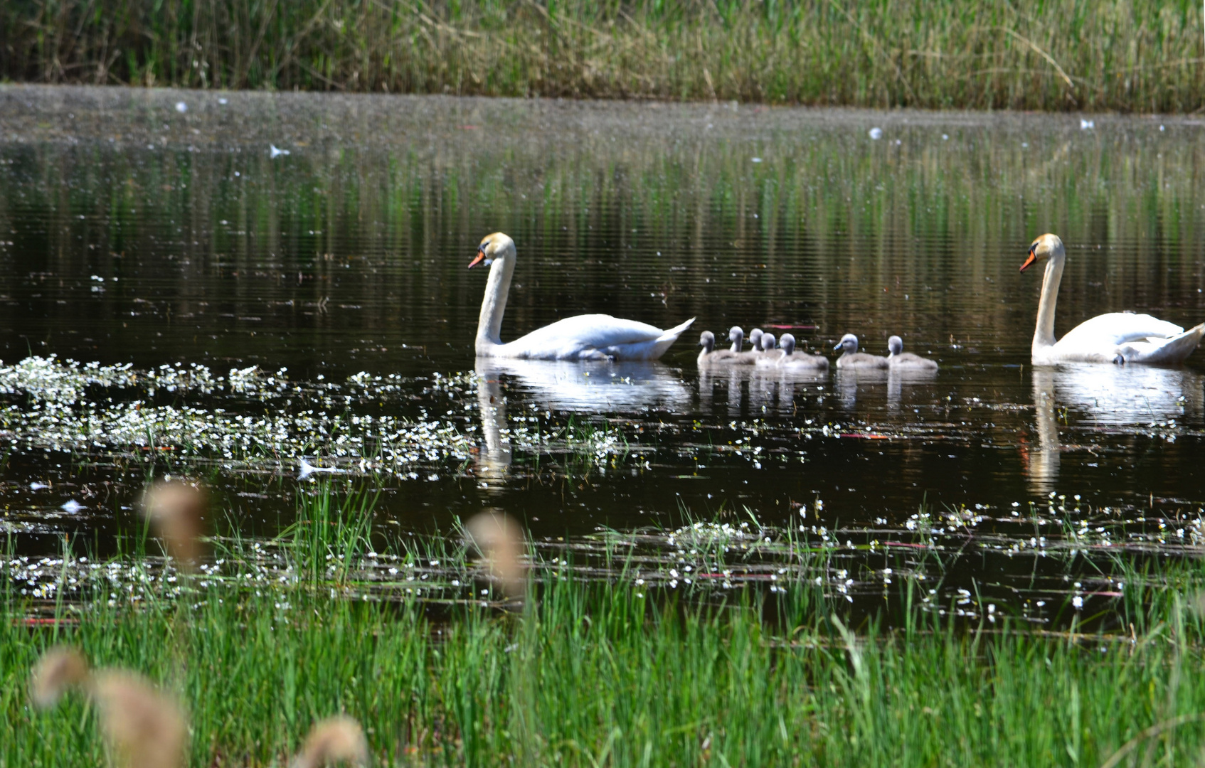 Familie Schwan hat Nachwuchs - 22. Mai 2016