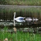 Familie Schwan hat Nachwuchs - 22. Mai 2016