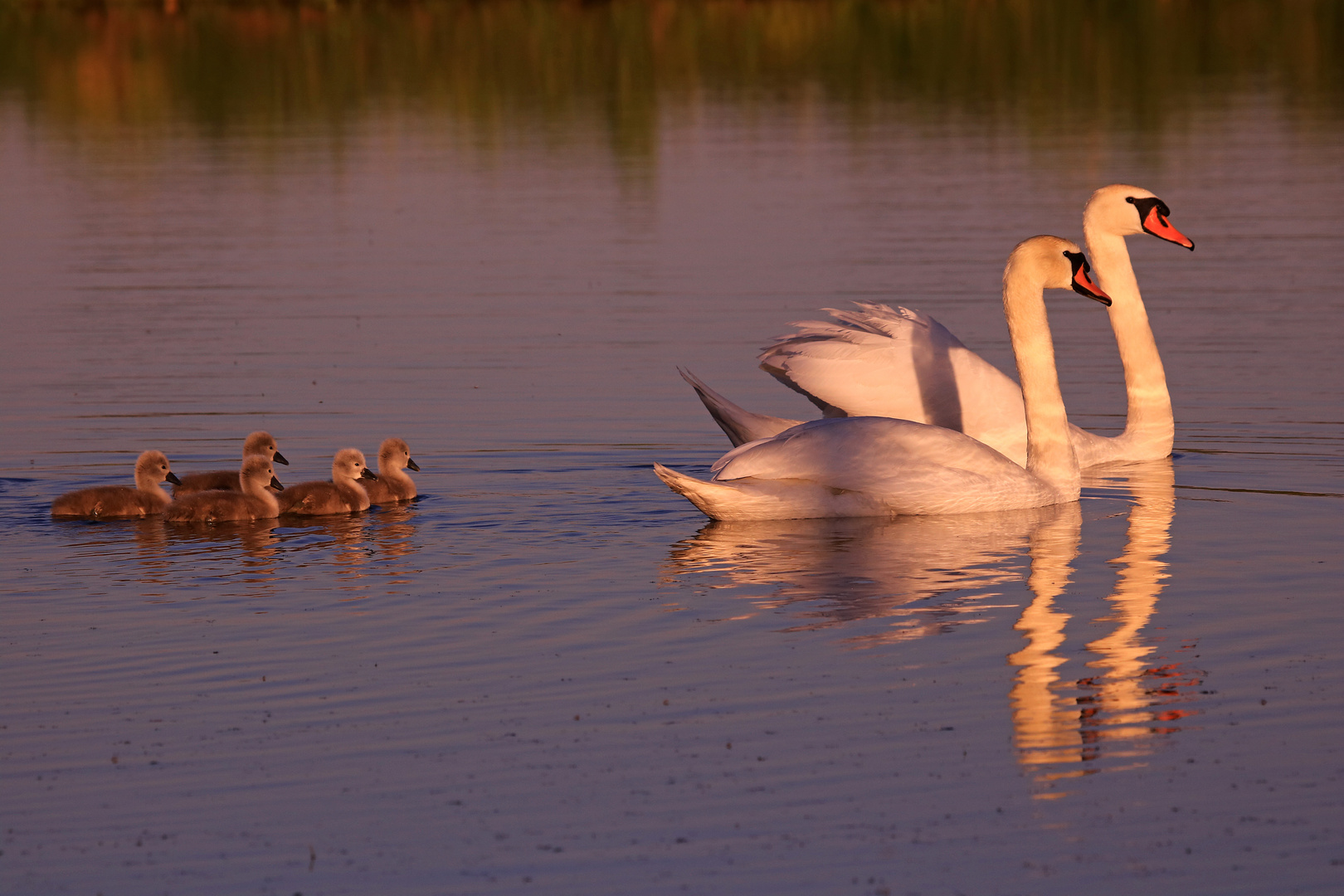 Familie Schwan im Abendlicht