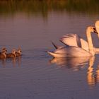 Familie Schwan im Abendlicht