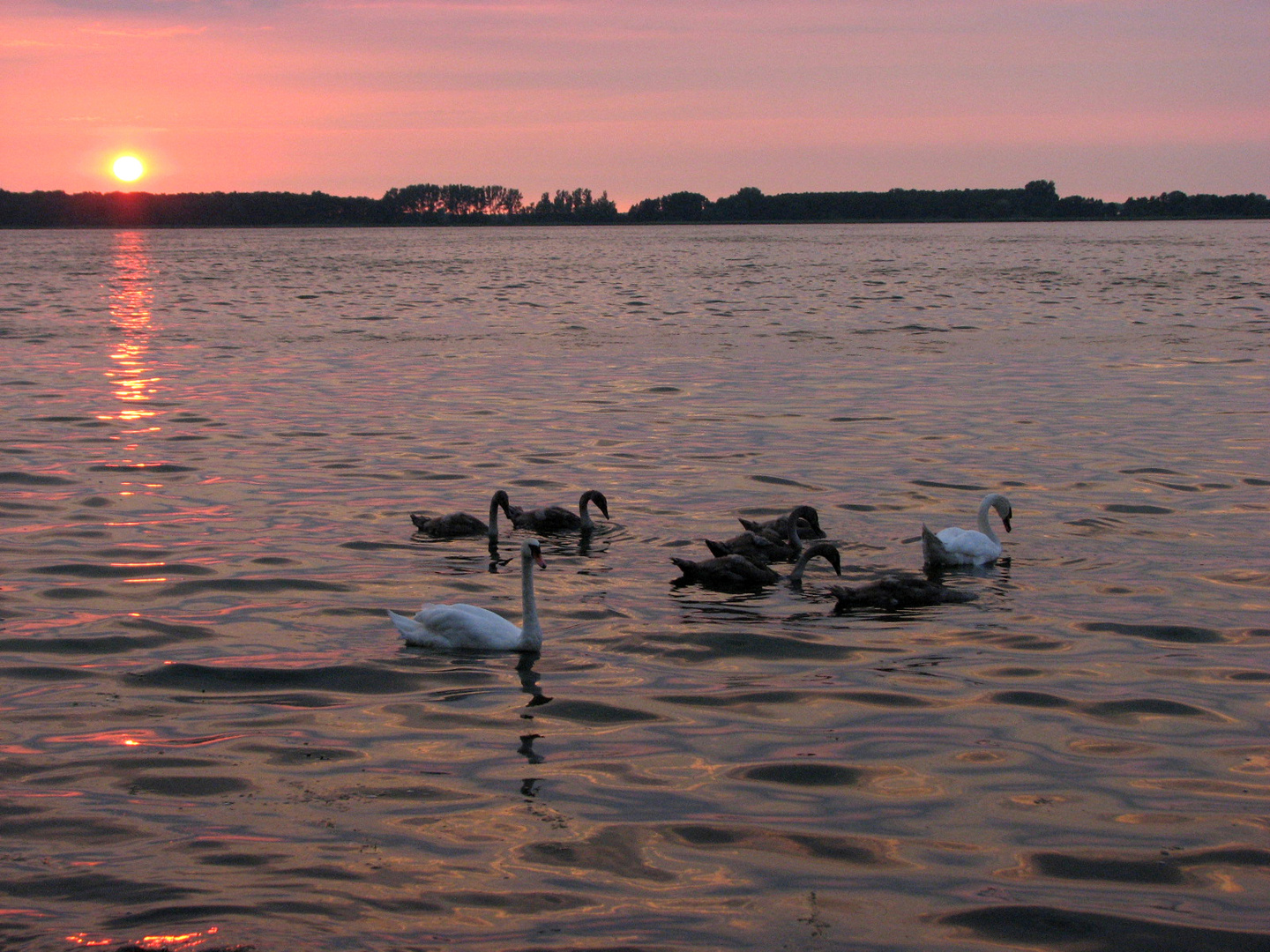 Familie Schwan im Abendlicht auf dem Arendsee