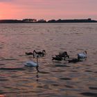 Familie Schwan im Abendlicht auf dem Arendsee