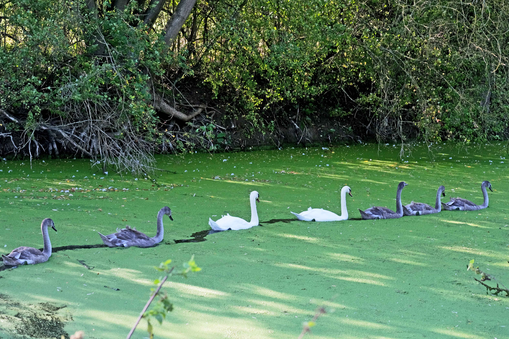  Familie Schwan im Gänsemarsch