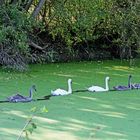  Familie Schwan im Gänsemarsch