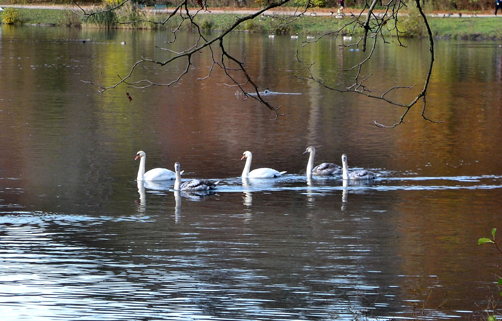 Familie Schwan im Herbst