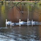 Familie Schwan im Herbst