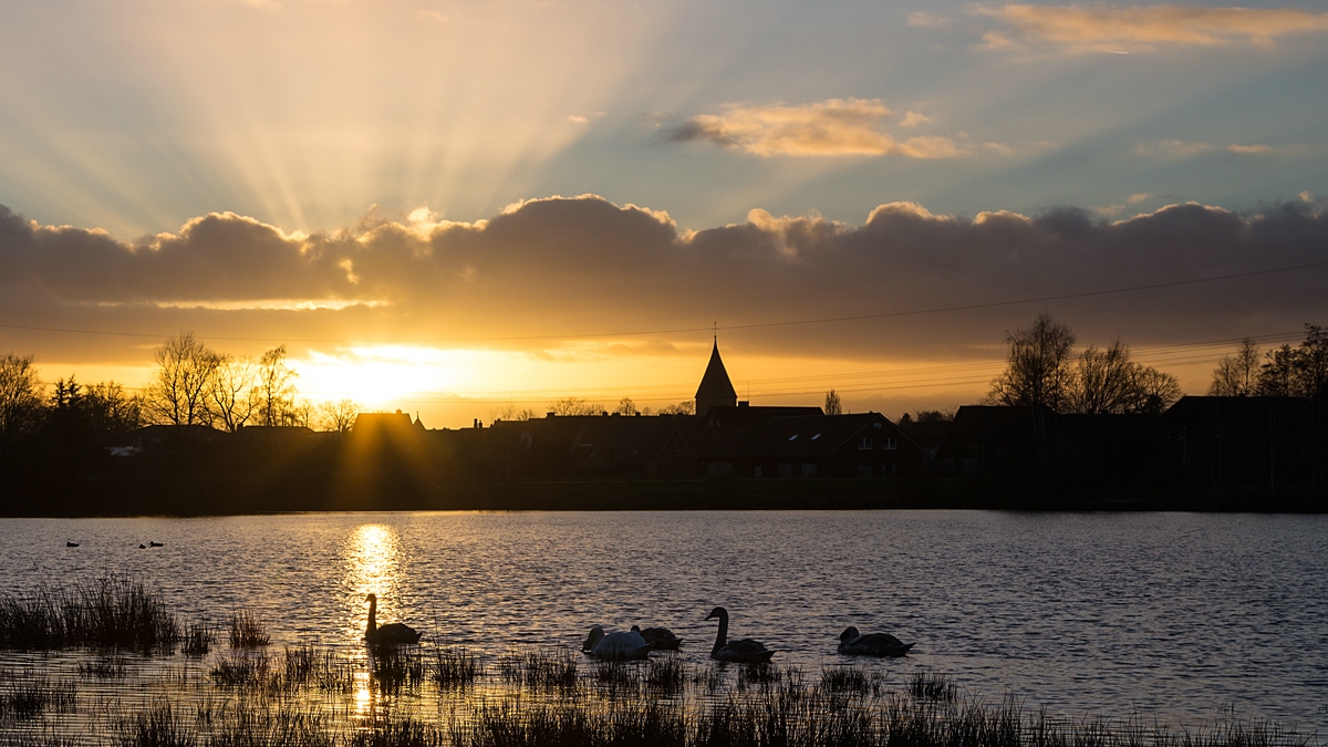 - Familie Schwan im Sonnenuntergang -